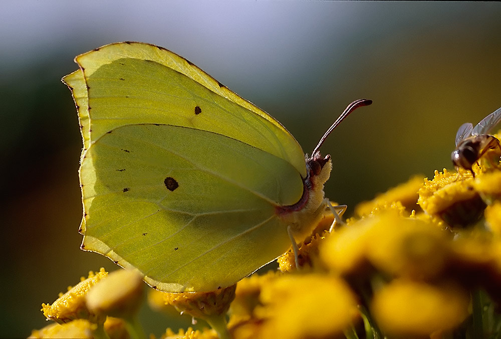 Gonepteryx rahmni. Male. Denmark