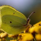 Gonepteryx rahmni. Male. Denmark