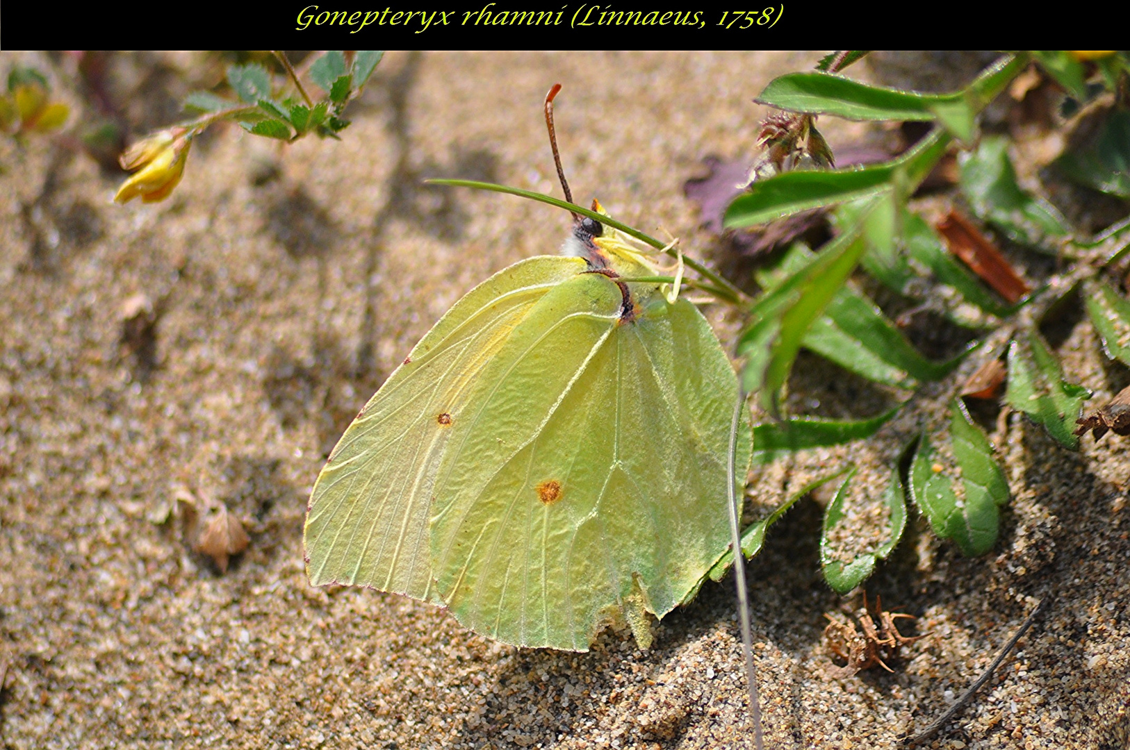 Gonepteryx rhami