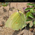 Gonepteryx rhami