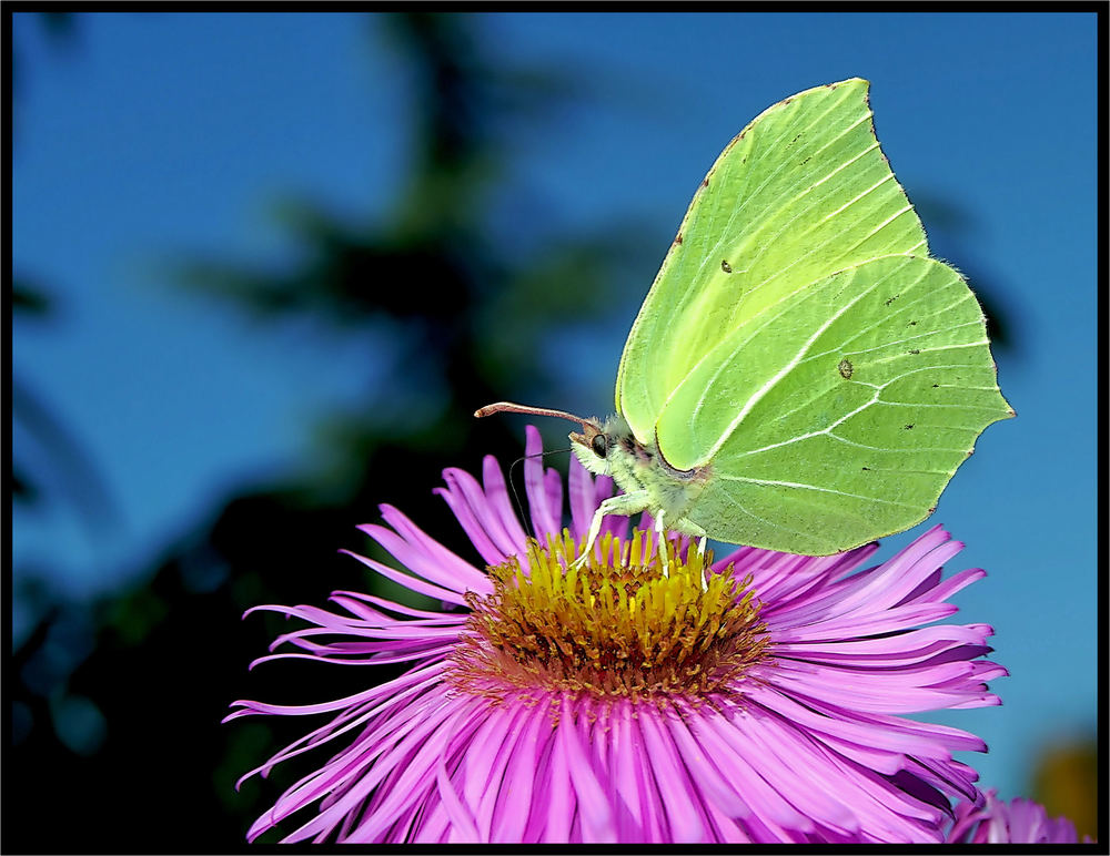 Gonepteryx rhammi