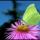 Gonepteryx rhammi