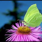 Gonepteryx rhammi