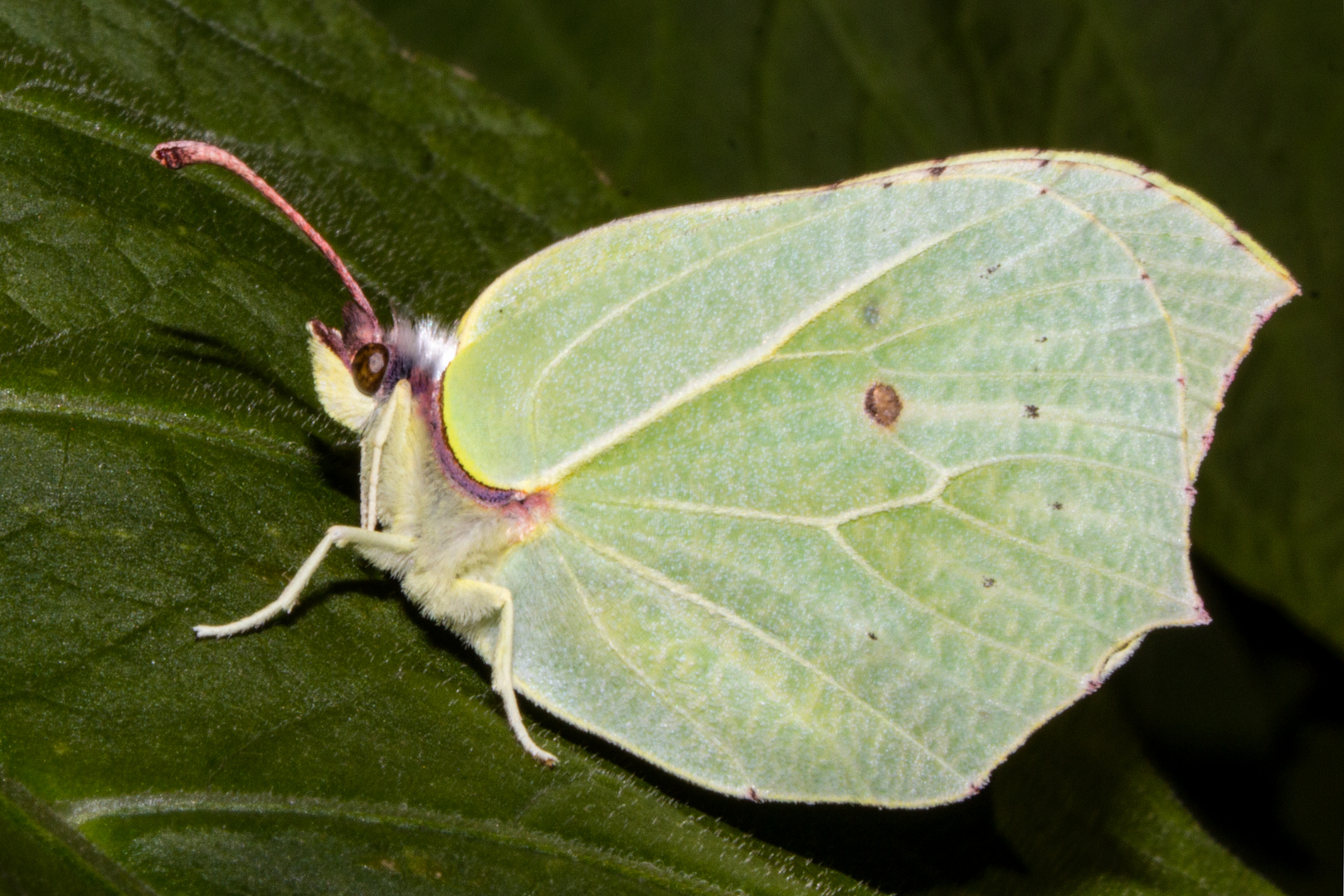 Gonepteryx rhamn