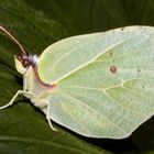 Gonepteryx rhamn