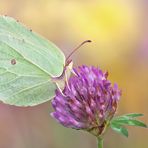 Gonepteryx rhamni