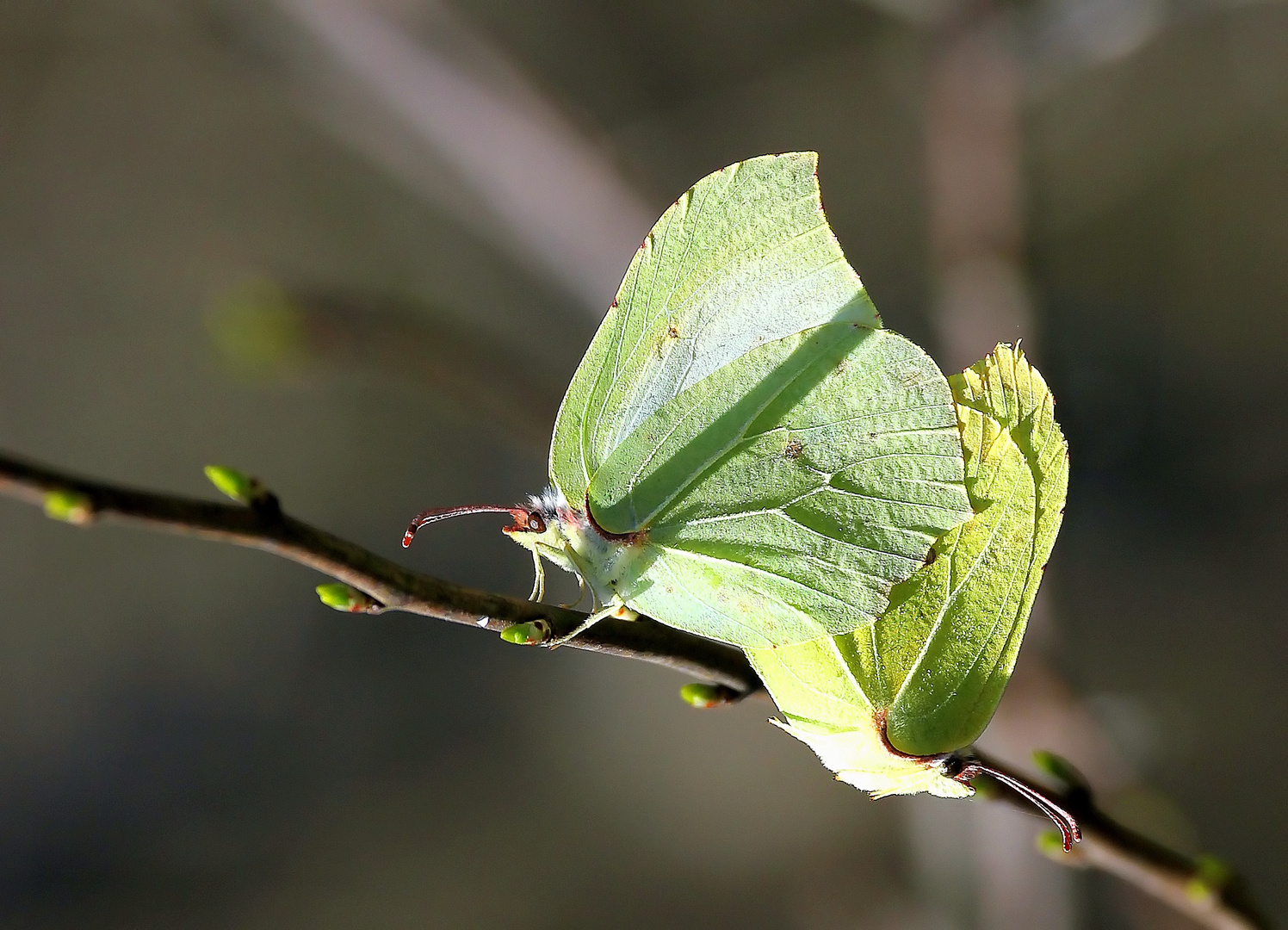 Gonepteryx rhamni 