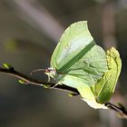 Gonepteryx rhamni 