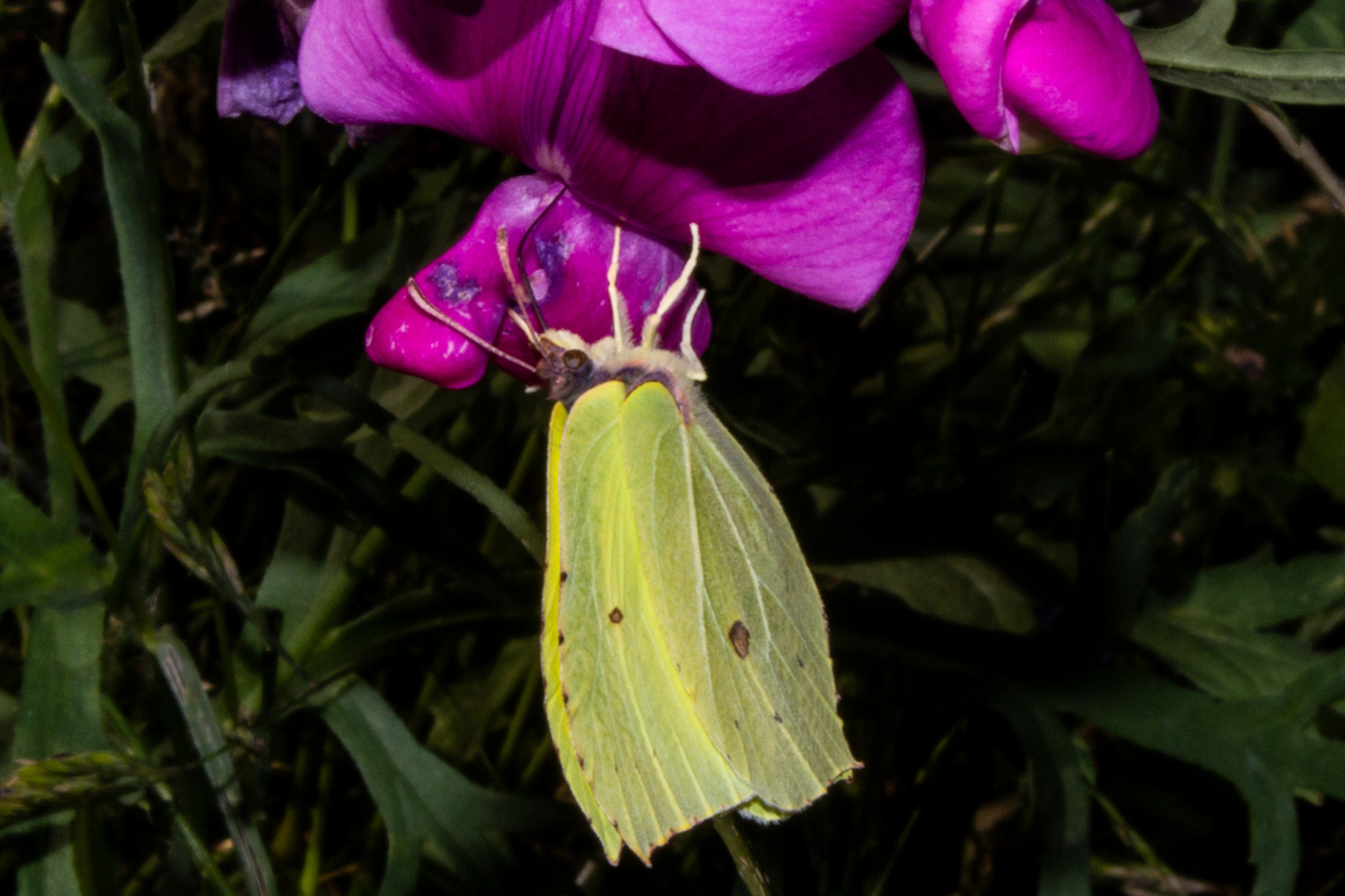 Gonepteryx rhamni