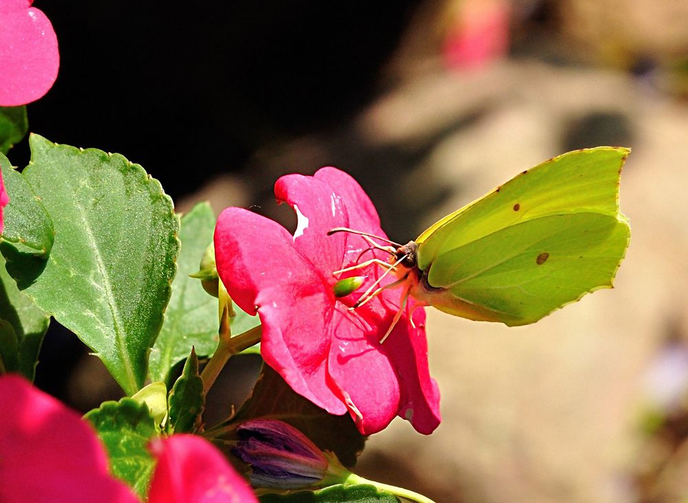 Gonepteryx rhamni