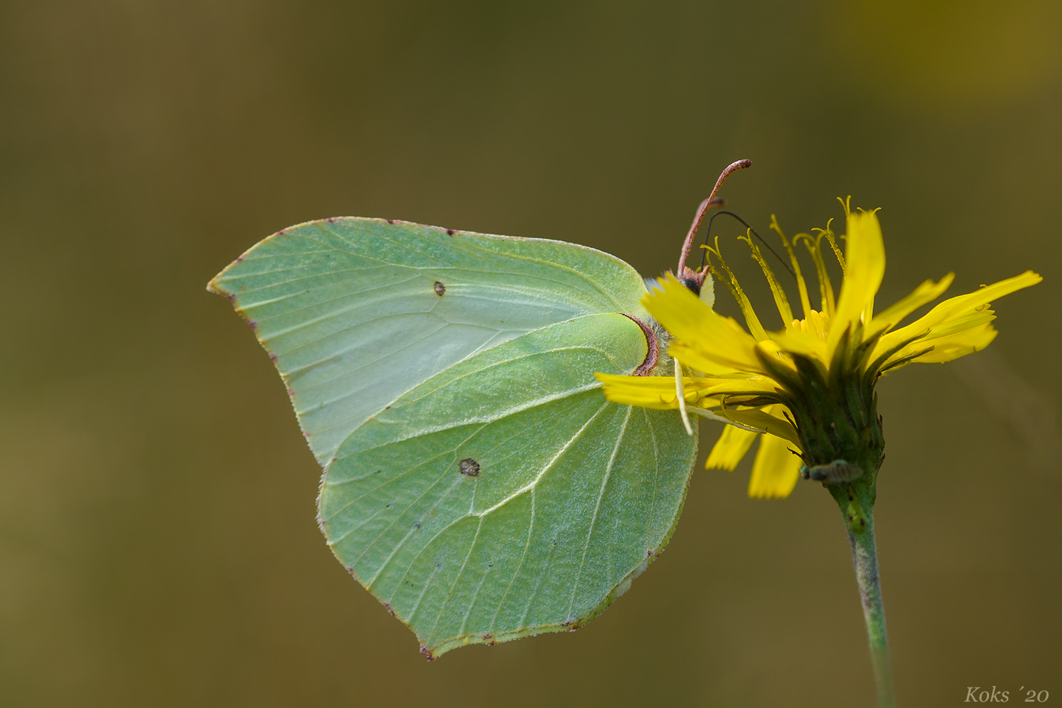 Gonepteryx rhamni