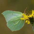 Gonepteryx rhamni