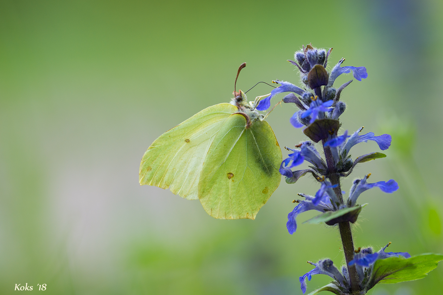 Gonepteryx rhamni