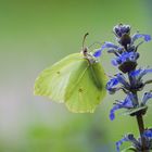 Gonepteryx rhamni