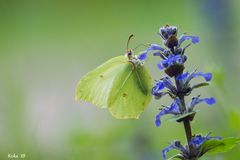 Gonepteryx rhamni