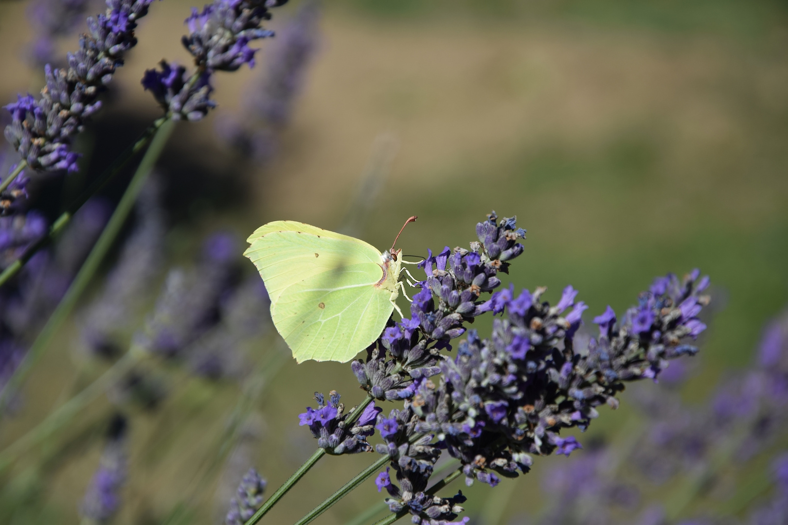 Gonepteryx rhamni 3