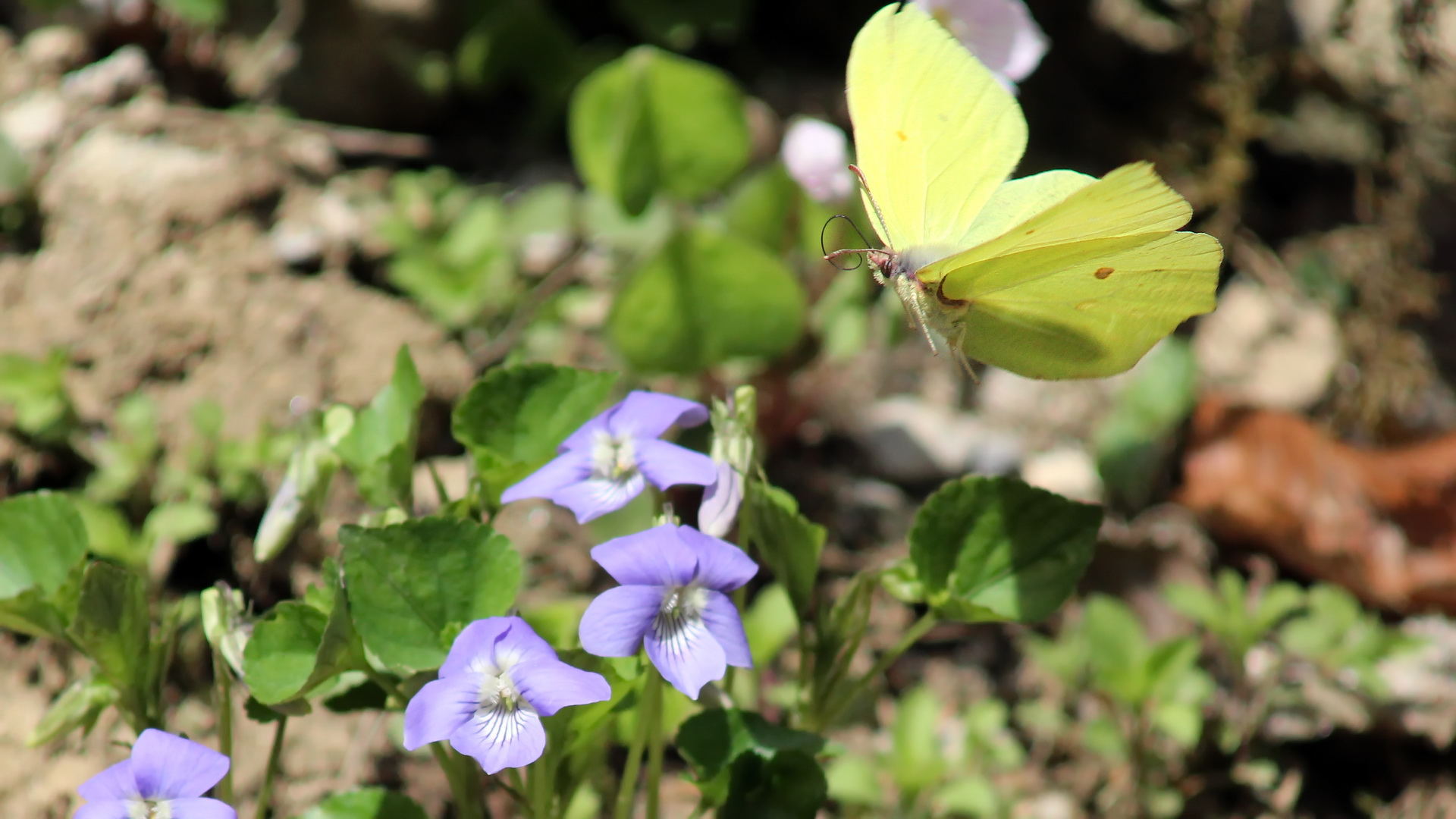 Gonepteryx rhamni