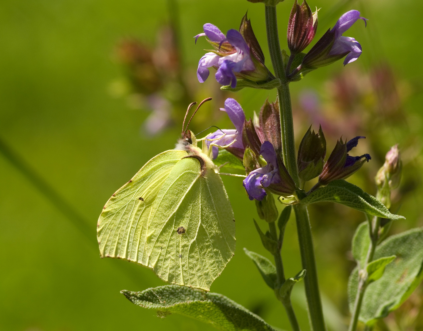 Gonepteryx rhamni