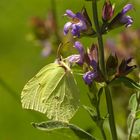 Gonepteryx rhamni