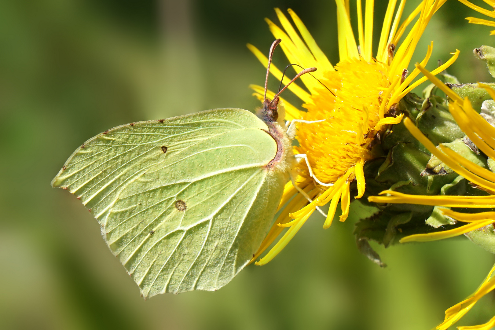 Gonepteryx rhamni