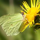 Gonepteryx rhamni