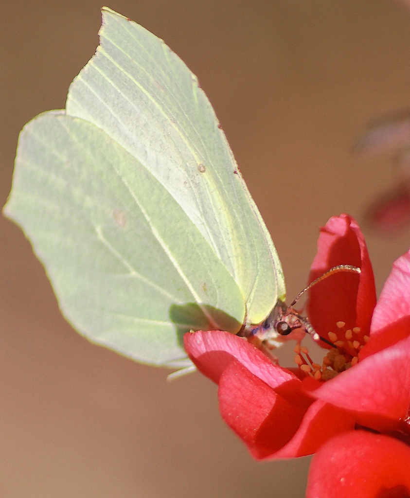 Gonepteryx rhamni