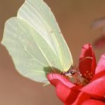 Gonepteryx rhamni