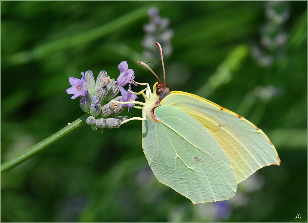 Gonepteryx rhamni