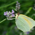 Gonepteryx rhamni