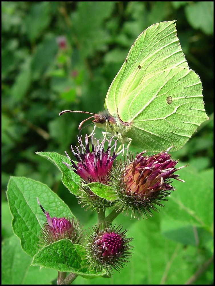 Gonepteryx rhamni