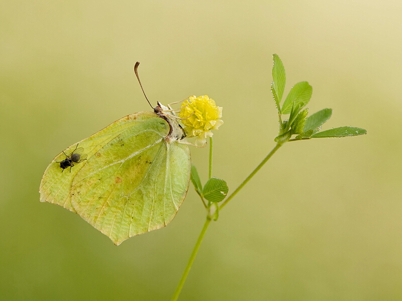 Gonepteryx rhamni