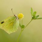 Gonepteryx rhamni