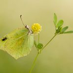 Gonepteryx rhamni