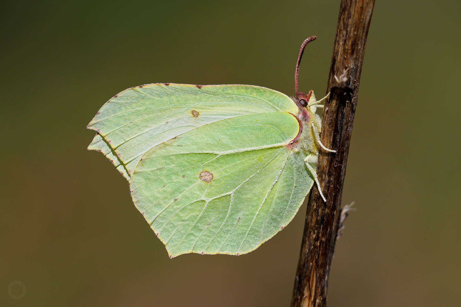 Gonepteryx rhamni 