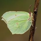 Gonepteryx rhamni 