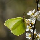 Gonepteryx rhamni