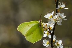 Gonepteryx rhamni