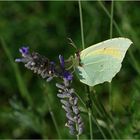 Gonepteryx rhamni