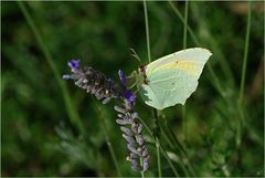 Gonepteryx rhamni