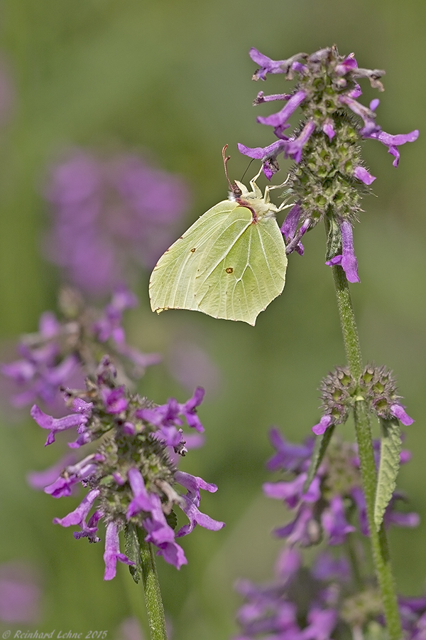 Gonepteryx rhamni