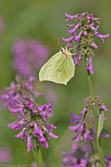 Gonepteryx rhamni