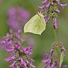 Gonepteryx rhamni