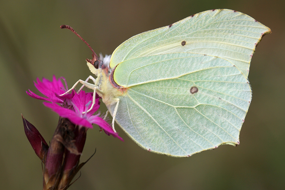 Gonepteryx rhamni