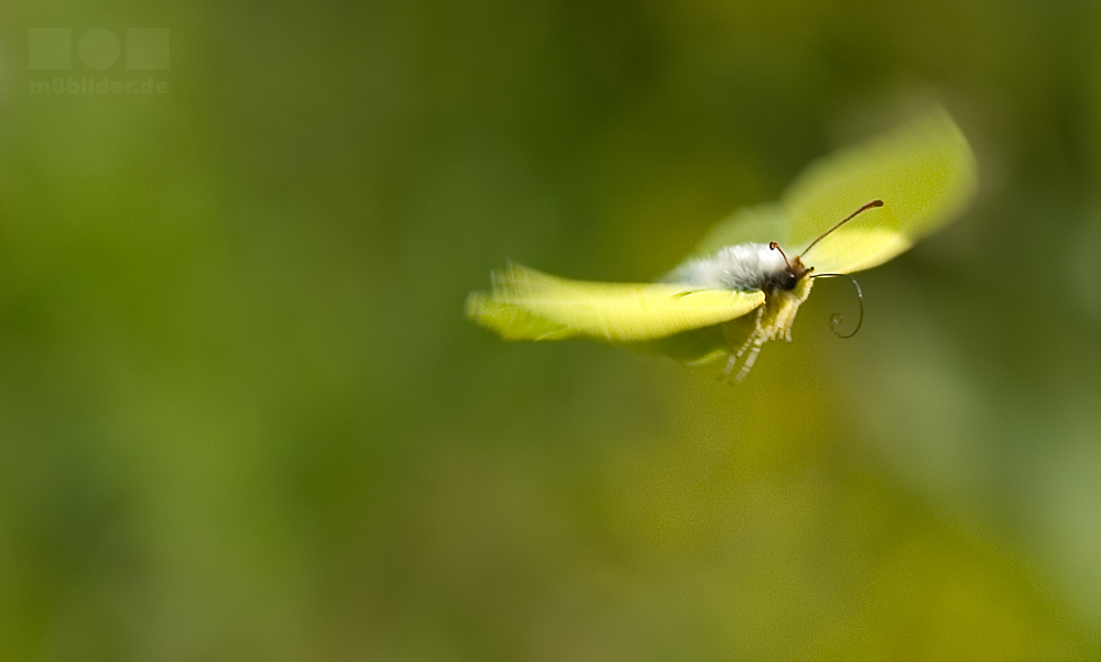 Gonepteryx rhamni