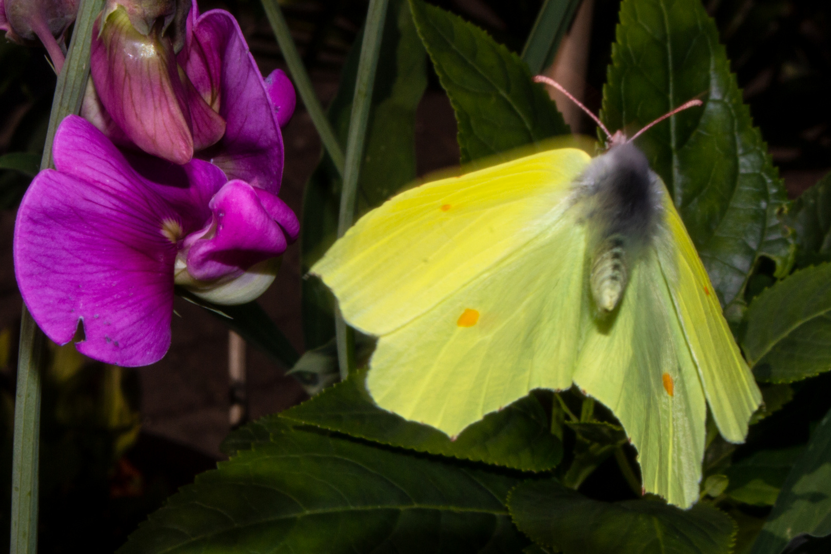 Gonepteryx rhamni and Lathyrus latifolius