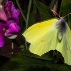 Gonepteryx rhamni and Lathyrus latifolius