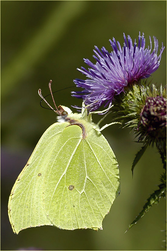 Gonepteryx rhamni