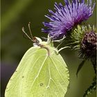 Gonepteryx rhamni