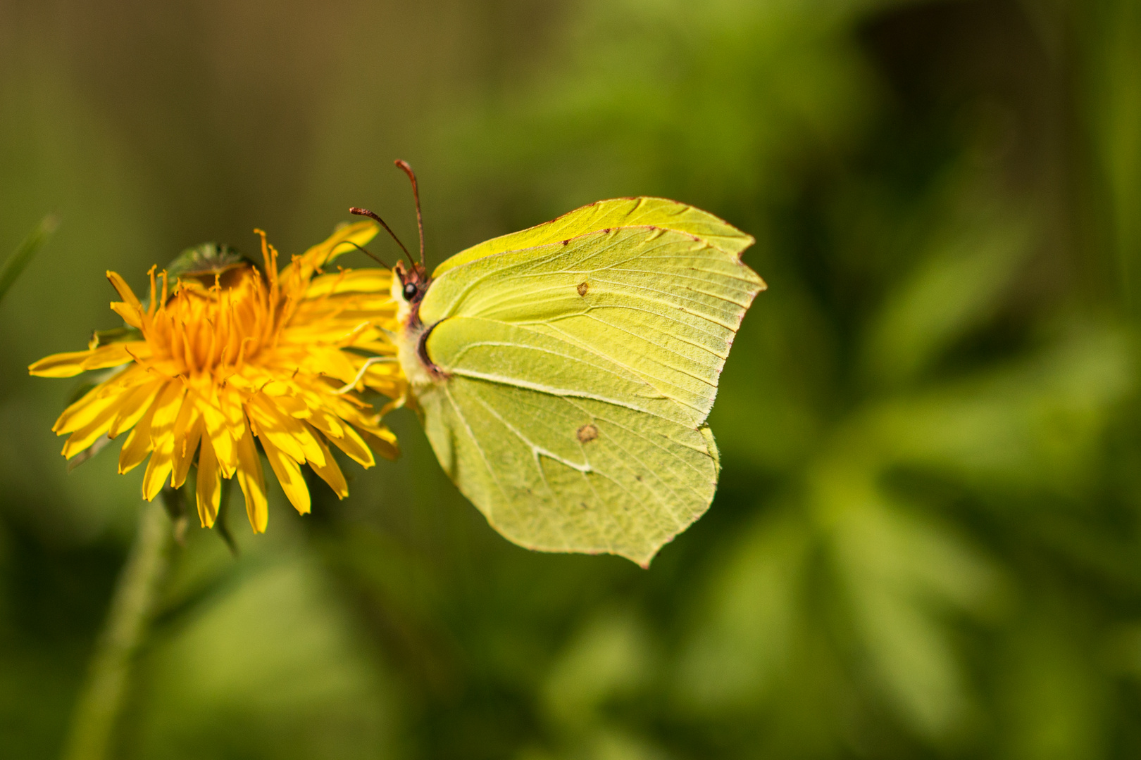 Gonepteryx rhamni