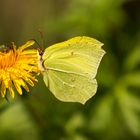 Gonepteryx rhamni